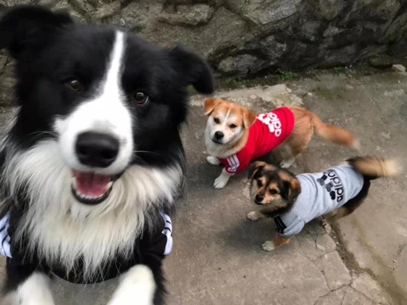 Roupinha de Frio para Cachorros - Moletom Adidog